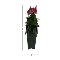 Stručni vrtlar žive biljke na otvorenom Dianthus PT svaki