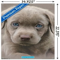 Keith Kimberlin - štene - plavi oči zidni poster sa push igle, 14.725 22.375