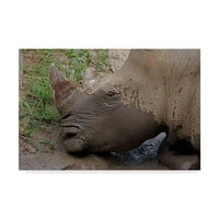 Zaštitni znak likovne umjetnosti 'Rhino u blatu' platno Art Galloimages Online