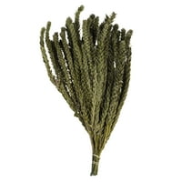 Vickerman 12-16 Mini zelena buksifolijska lišća. Sadrži OZ po paketu, sačuvano