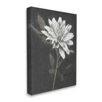 Stupell Industries Cvjetanje dahlia cvijet crna pozadina slikarstvo zamotana platna Print Wall Art, Dizajn