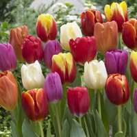 Van Zyverden tulipani, Triumph mješavina, Set sijalica višebojni dio sunce