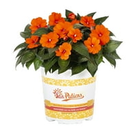 SunPatiens® Impatiens 2.5 QT narandžasta sa saksijama za uzgoj