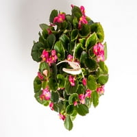 Stručni Vrtlar 1,5 G Begonia Viseća Korpa Višebojna Godišnja Živa Biljka