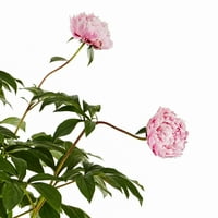 Expert Gardener 1g Pink Peony višegodišnje žive biljke sa saksijom za uzgoj