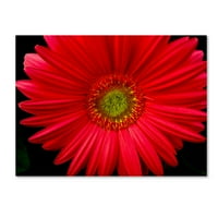 Pink Flower' Canvas Art by the Lieberman Collection