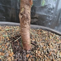 Godišnji Himalayan Cedar Formalno uspravno stablo bonsaija