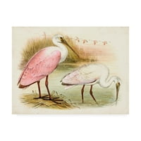 Zaštitni znak likovne umjetnosti 'Roseate Spoonbills I' Canvas Art by Unknown