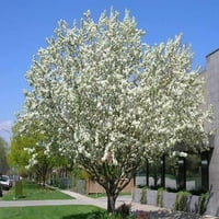 Expert Gardener 7.15 G Crabapple Spring Snow Tree Live Biljke Full Sun White
