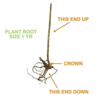 Vrtna državna sijalica Crna Aronija Viking, živi goli korijen, ne-GMO