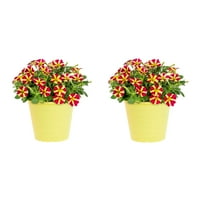 Amore 4 Multi-boja Petunia live Plants Decorative Pot