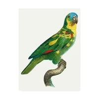 Zaštitni znak likovne umjetnosti 'papagaj tropskih II' umjetnost na platnu kompanije Barraband