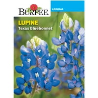Burpee Lupine Texas Bluebonnet
