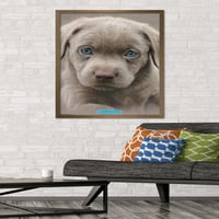 Keith Kimberlin - Puppy - Plavi pogled Zidni poster, 22.375 34