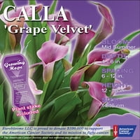 2pk Calla Grape Velvet